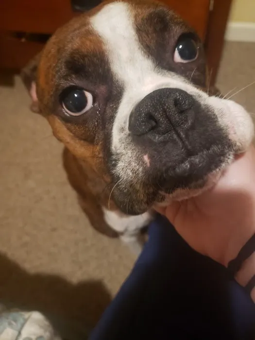 Newnan Animal Hospital Picture 9