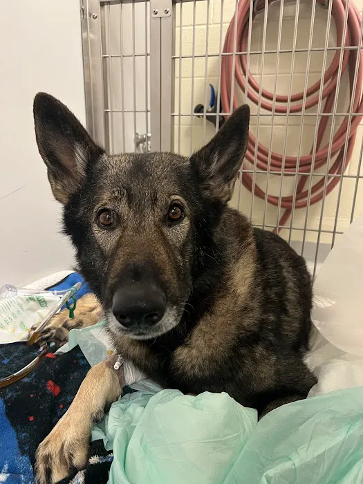 Newnan Animal Hospital Picture 6