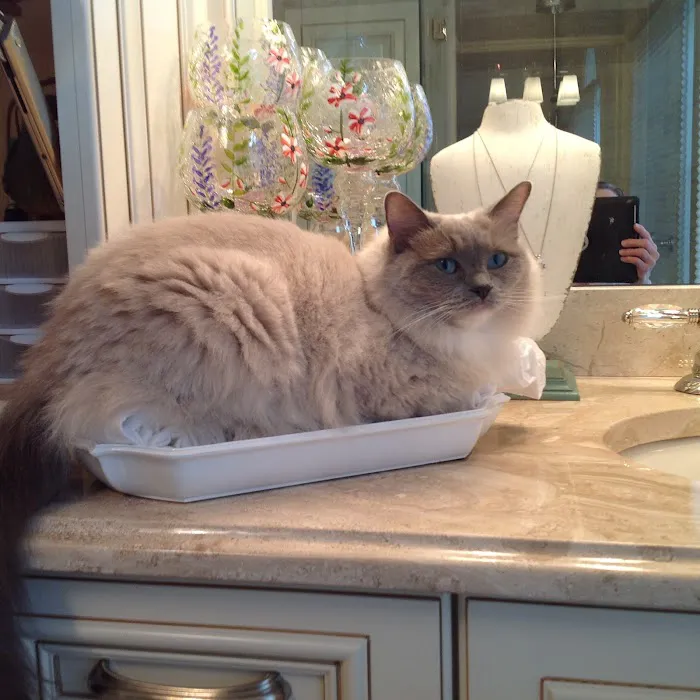 Crossroads Animal Hospital Picture 3