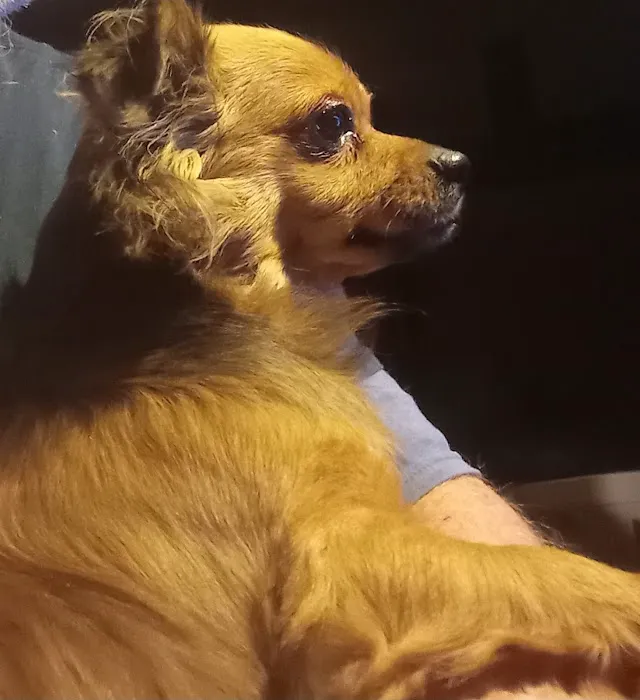 Crossroads Animal Hospital Picture 1