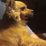 Crossroads Animal Hospital