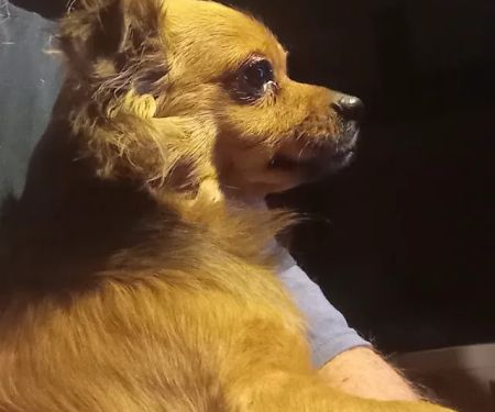 Crossroads Animal Hospital