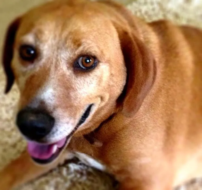 Mark Watson DVM Picture 1