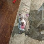 Banfield Pet Hospital