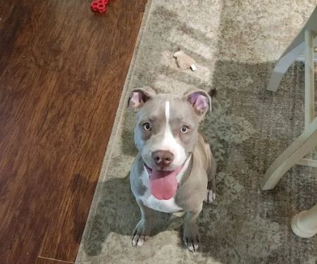 Banfield Pet Hospital