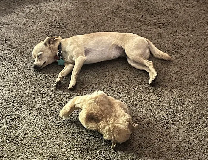 Banfield Pet Hospital Picture 3