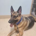 HELP Spay Neuter Clinic