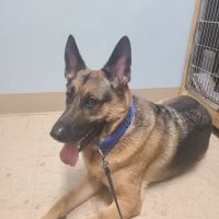 HELP Spay Neuter Clinic ico