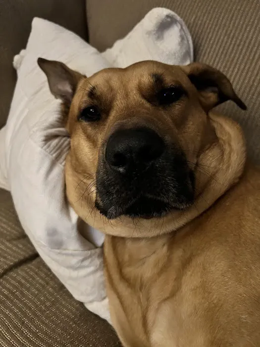 HELP Spay Neuter Clinic Picture 2