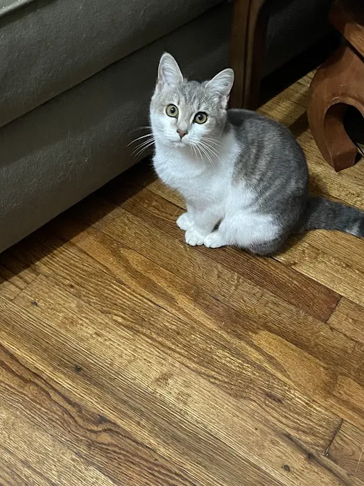 HELP Spay Neuter Clinic Picture 5