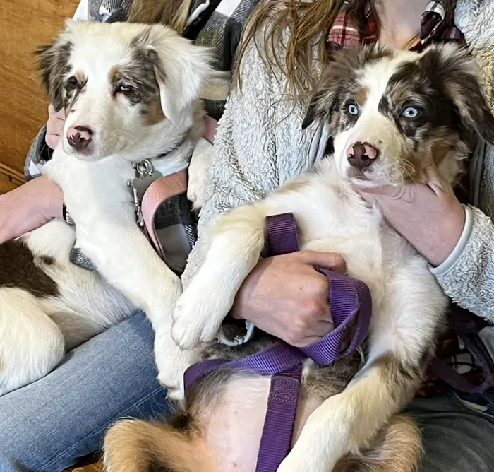 HELP Spay Neuter Clinic Picture 10