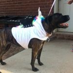 Coweta Animal Hospital