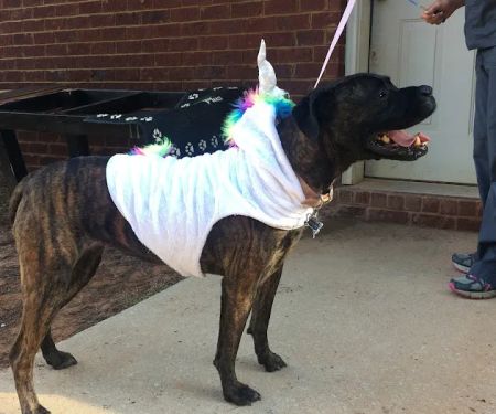 Coweta Animal Hospital