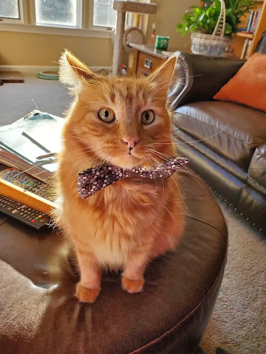 Coweta Animal Hospital Picture 3