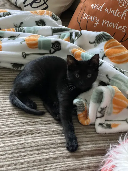 Sharpsburg Animal Hospital Picture 3