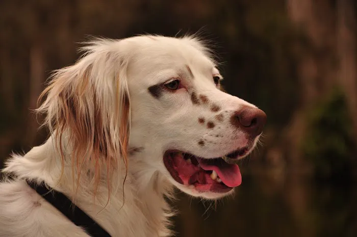 Sharpsburg Animal Hospital Picture 6