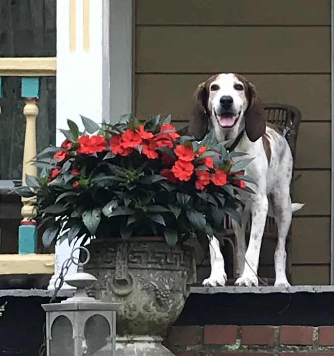 Sharpsburg Animal Hospital Picture 8