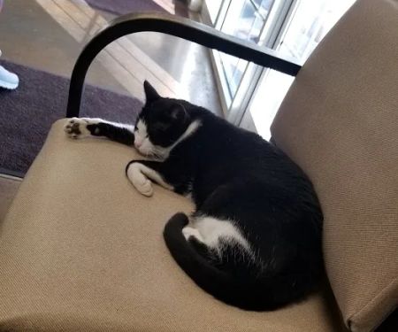 Family Friend Animal Hospital & Pet Lodge, Summerlin Boulevard, Newnan, GA