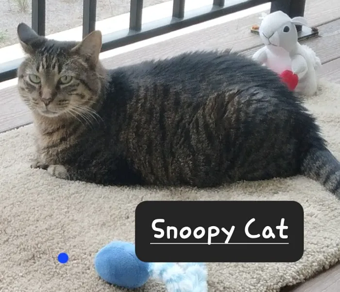 Family Friend Animal Hospital & Pet Lodge, Summerlin Boulevard, Newnan, GA Picture 9