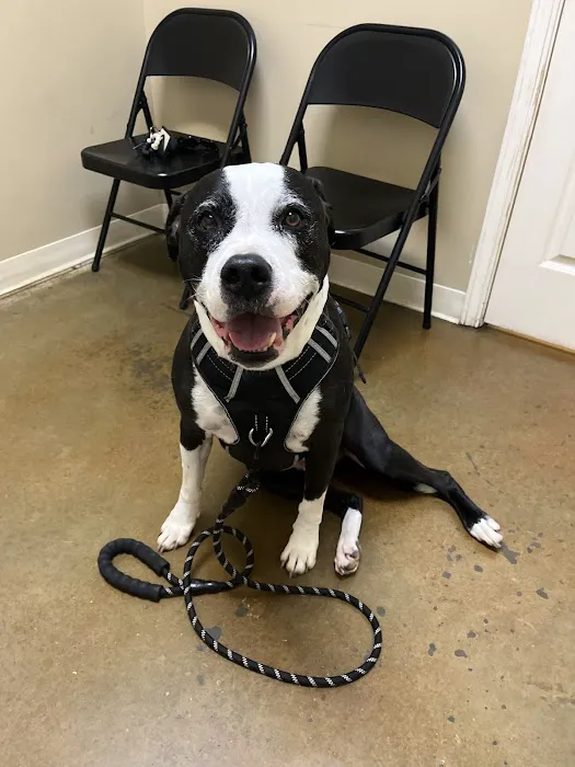 Family Friend Animal Hospital & Pet Lodge, Summerlin Boulevard, Newnan, GA Picture 7