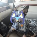 Crescent Veterinary Hospital