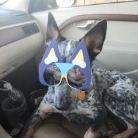 Crescent Veterinary Hospital ico