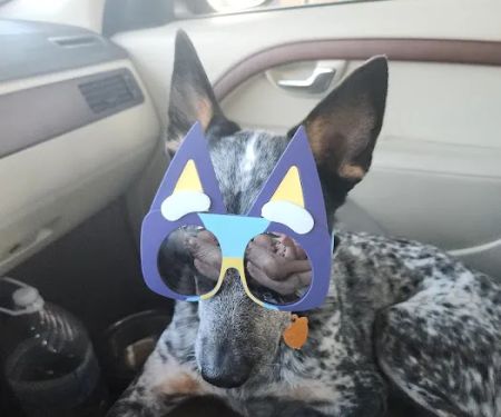 Crescent Veterinary Hospital