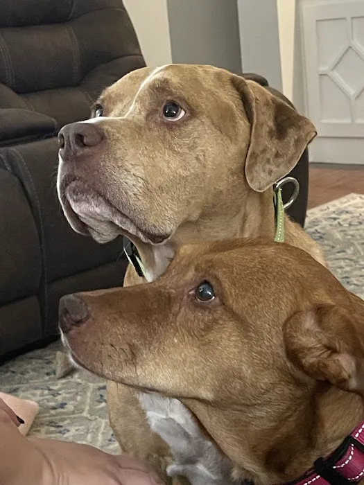 Crescent Veterinary Hospital Picture 3