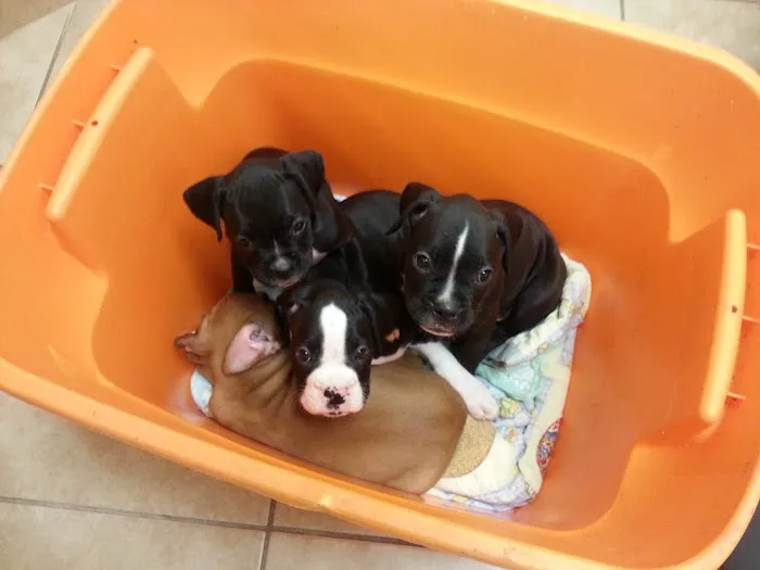 Crescent Veterinary Hospital Picture 4