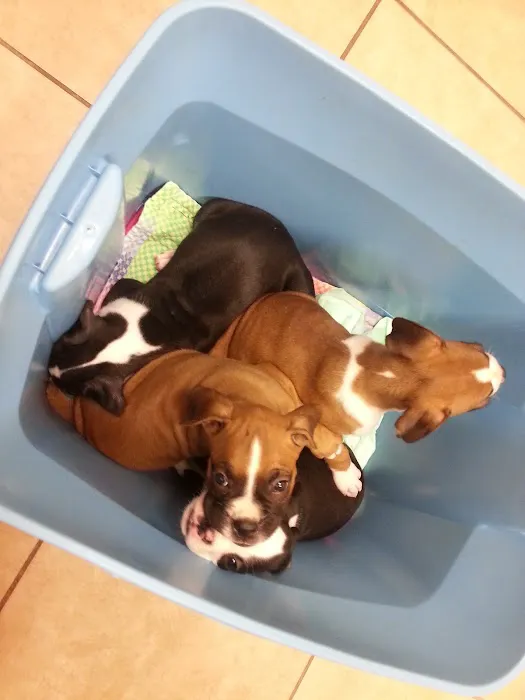 Crescent Veterinary Hospital Picture 6