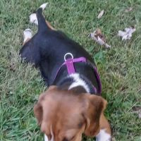 Probst Veterinary Clinic ico