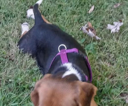 Probst Veterinary Clinic