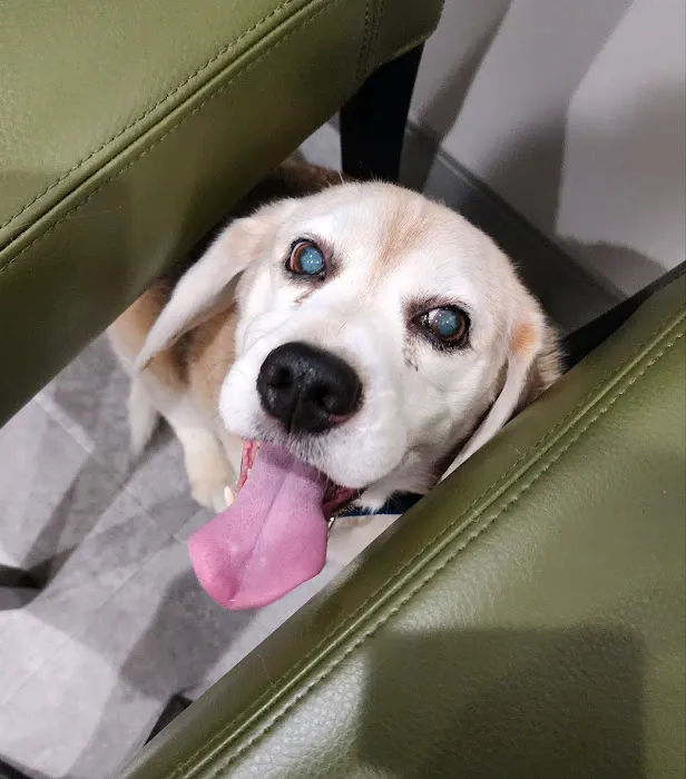 Hillsboro Advanced Veterinary Care Picture 1