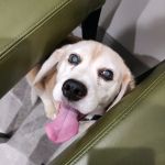 Hillsboro Advanced Veterinary Care