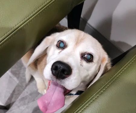 Hillsboro Advanced Veterinary Care