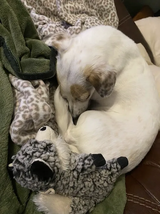 Hillsboro Advanced Veterinary Care Picture 4