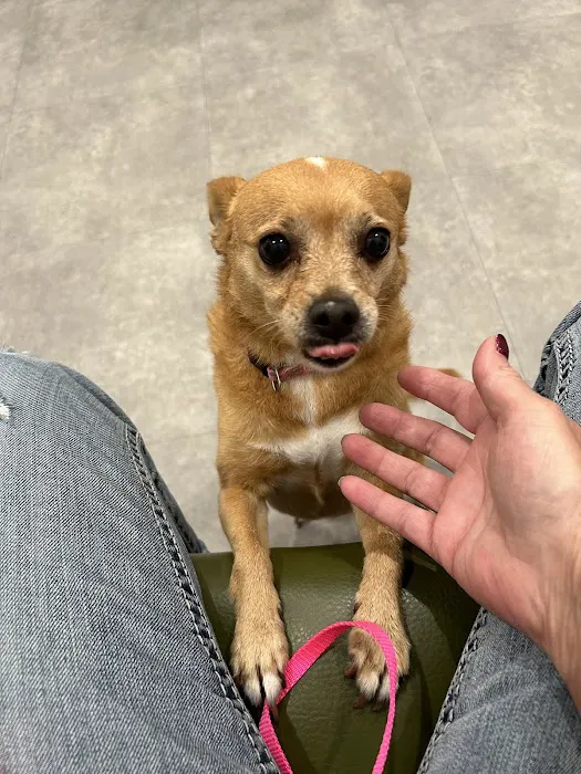 Hillsboro Advanced Veterinary Care Picture 6