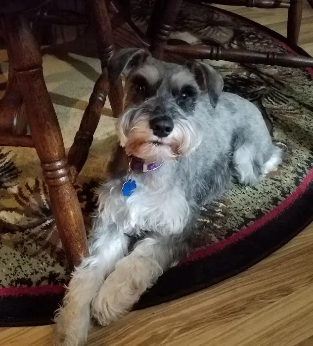 Hillsboro Advanced Veterinary Care Picture 10