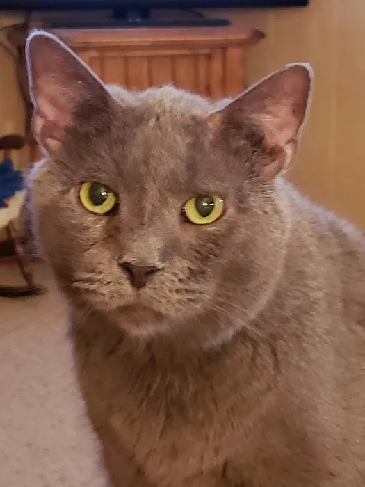 Schreiber Veterinary Services Picture 1