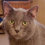 Schreiber Veterinary Services