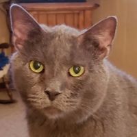 Schreiber Veterinary Services ico