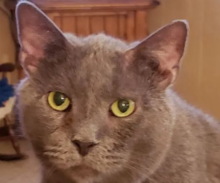 Schreiber Veterinary Services