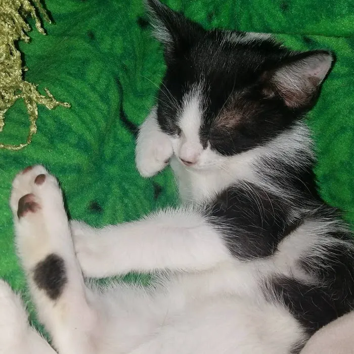 Spay Clinic Society Picture 1