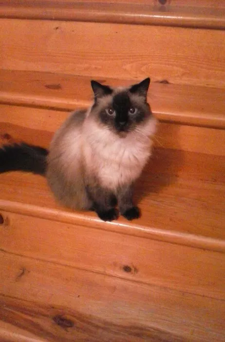 Spay Clinic Society Picture 2