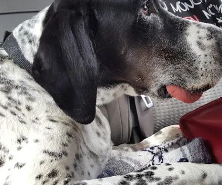 Bethalto Animal Clinic