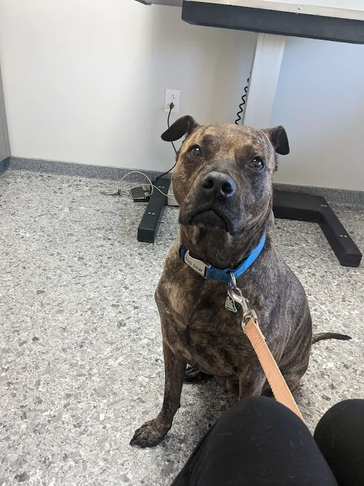 Bethalto Animal Clinic Picture 5