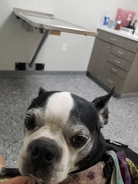 Bethalto Animal Clinic Picture 9