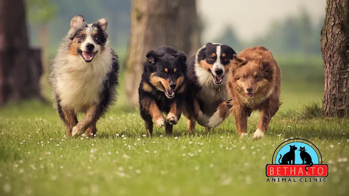 Bethalto Animal Clinic Picture 10