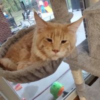 Fort Russell Veterinary Services ico