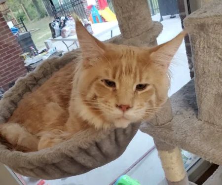 Fort Russell Veterinary Services